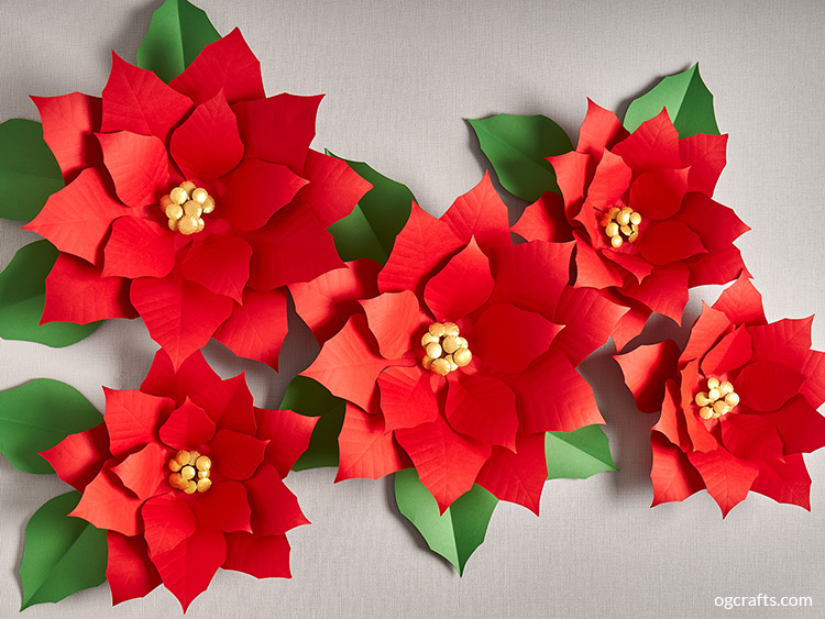 Giant Poinsettias